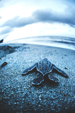 wavemotions:  Leatherback sea turtle