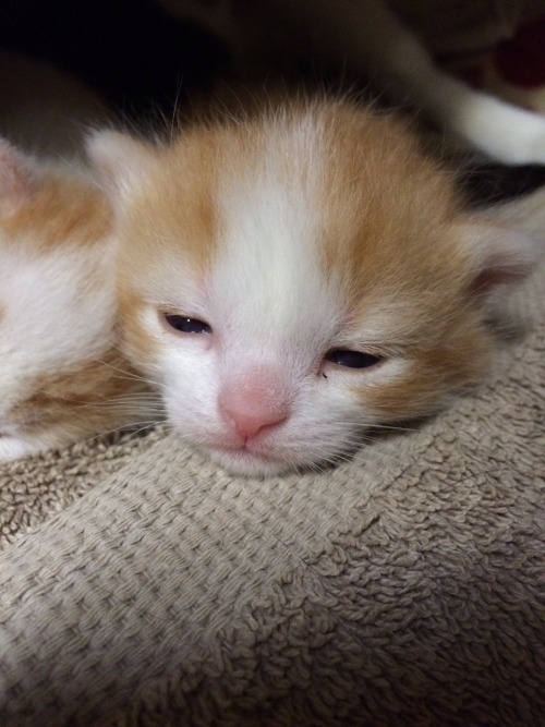 unflatteringcatselfies: He looks grumpy but he just sleeps with his eyes open.