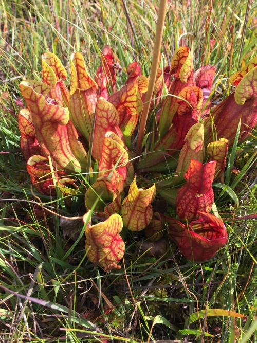 Sarracenia purpurea introduced and thriving in the bogs in Great Britain.