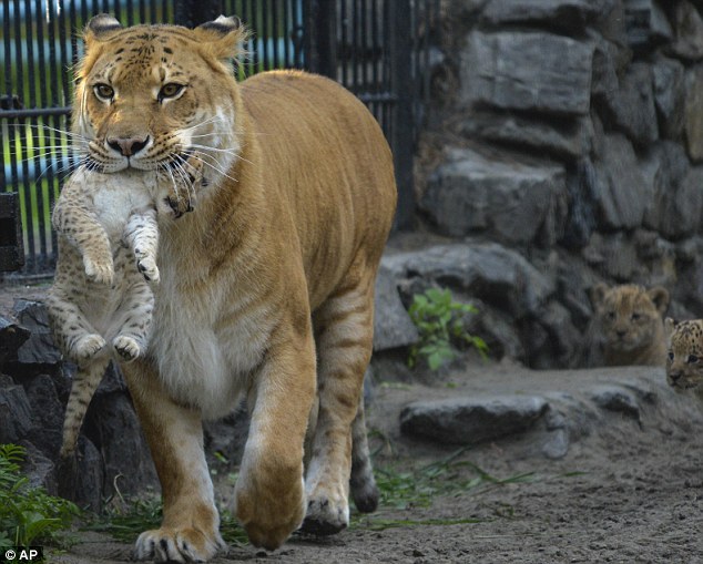 unusuallytypical-blog:  A Russian zoo is home to a unique animal - the liger. It