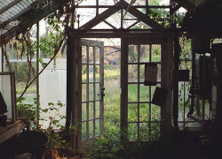 sempius:  Greenhouse by Alyssa Merrick on Flickr. 