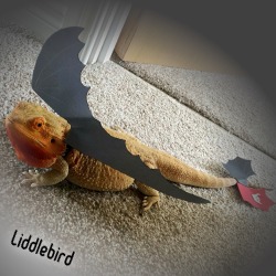 abgirlanddaddy:  liddlebird:  What do you do after watching how to train your dragon 1&amp;2 with daddy?  You make toothless wings for your own dragon of course!!!   Bearded dragons are sooo awesome! Used to have one as a childhood pet!