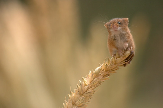  this is a harvest mouse appreciation post 