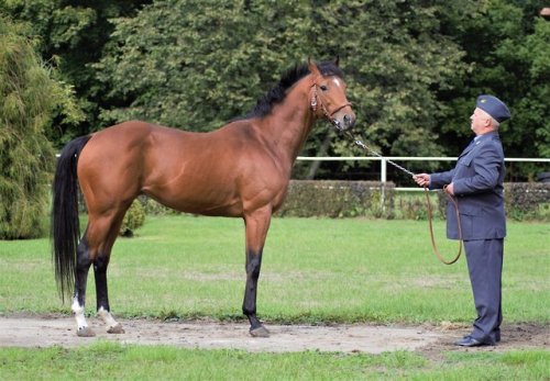 Bush BraveBushranger x MorichesThoroughbred, StallionBorn 2014