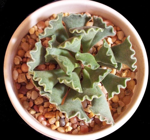 sedinae:Adromischus cristatus