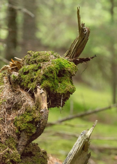 voiceofnature: A mossy fairytale from the Norwegian woods. 