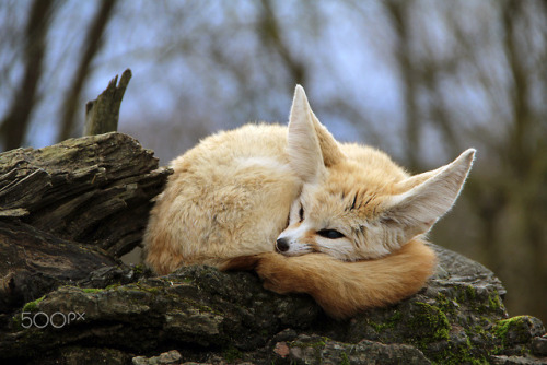 everythingfox:Fox roll