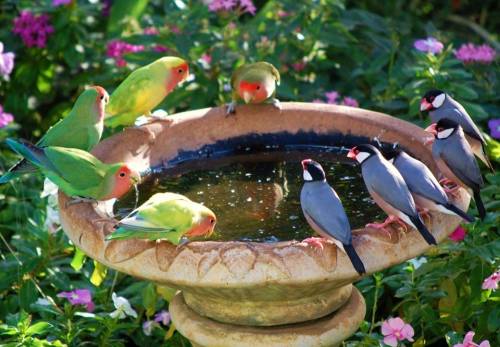 avianawareness:Wild Lovebirds of Maui