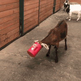 Brown Goat Stimboard For Anon :) 