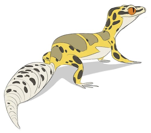 jessicathompsongray:little leopard gecko based on my two lovelies, peaches and beans