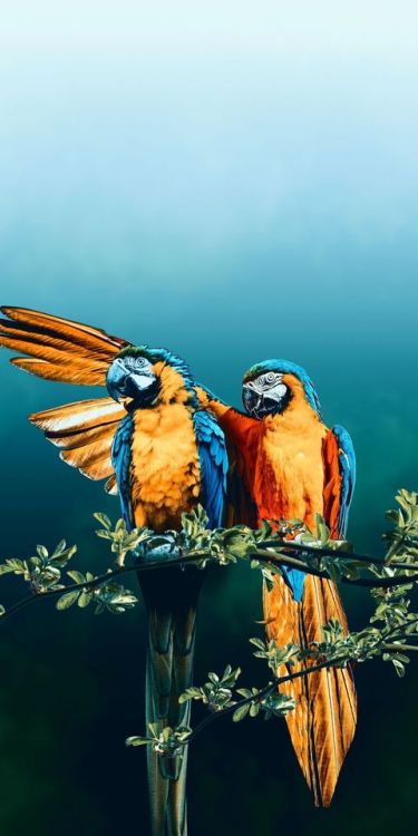 Macaw, bird pair, photoshop, 1080x2160 wallpaper @wallpapersmug : bit.ly/2EBfd6v - bit