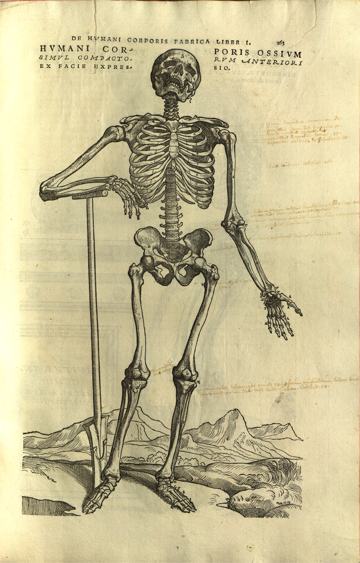 beckerrarebooks:  Vesalius is always appropriate for Halloween, so why not celebrate
