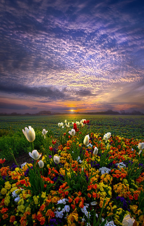 floralls:Wisconsin Horizons by Phil Koch