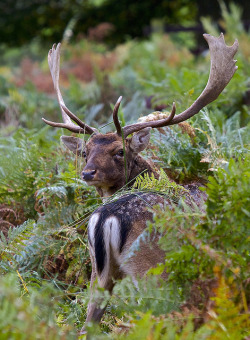 libutron:  Fallow Deer (Dama dama) | ©John