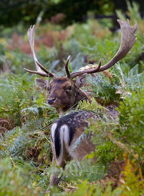 libutron:  Fallow Deer (Dama dama) | ©John Murray