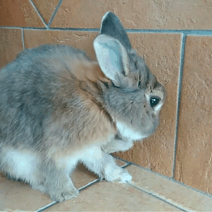 bony-the-bunny:  Always clean and prepared for everything