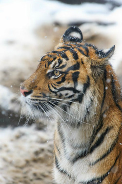 ilaurens:  Manis ♀ - I Can Weather the Storm - By: (Harimau Kayu) 