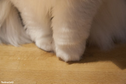 theoreocat:Fluffy muffin stumps.