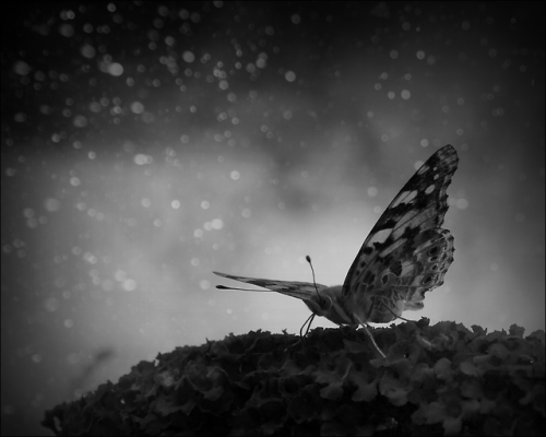 halosdarkshadow:Plague of Butterflies “And we drift away, together away from the painDeep in t