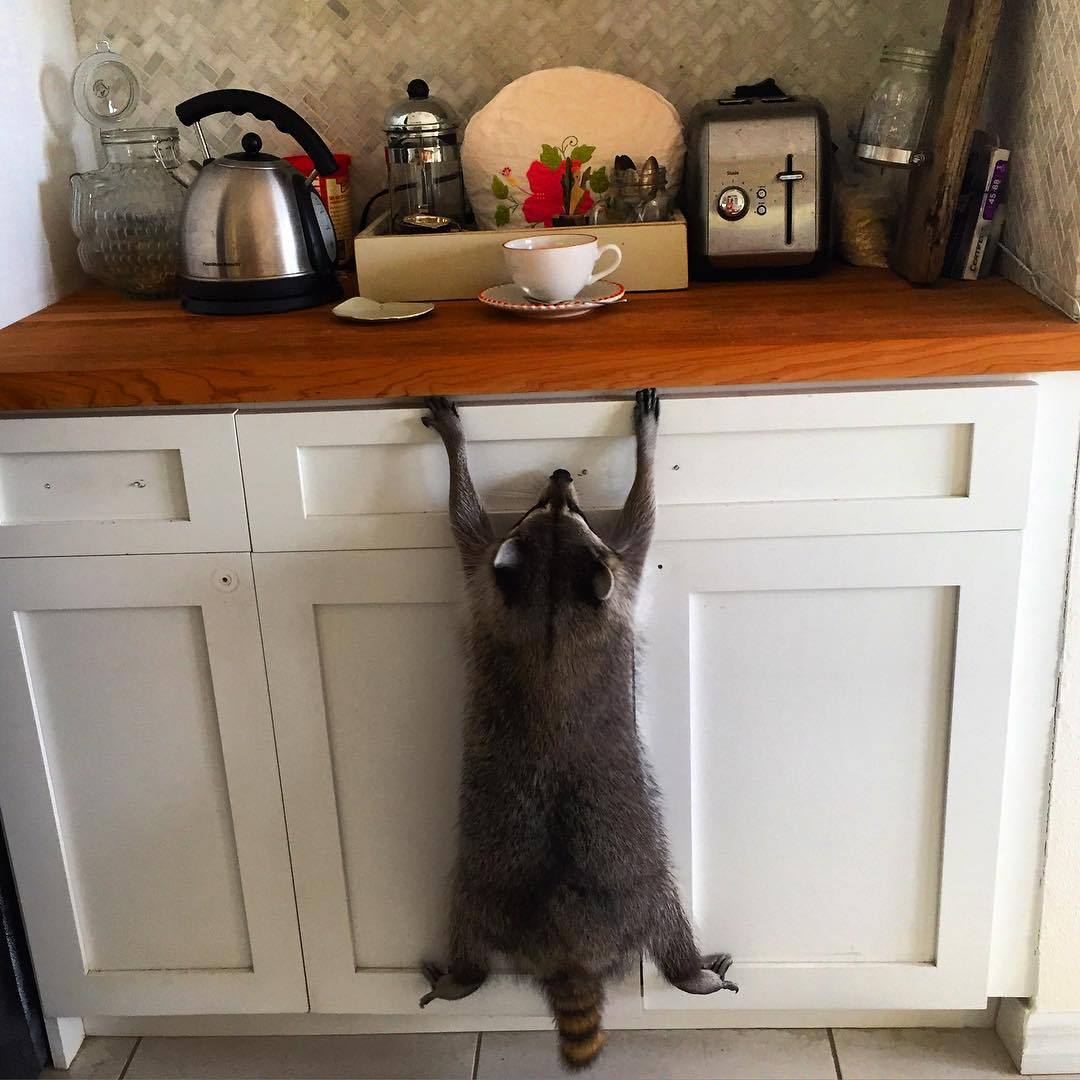 thefingerfuckingfemalefury:  awesome-picz:    Orphaned Raccoon Rescued By Family