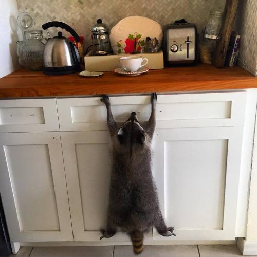 awesome-picz:    Orphaned Raccoon Rescued By Family With Dogs Thinks She’s A Dog, Too. 