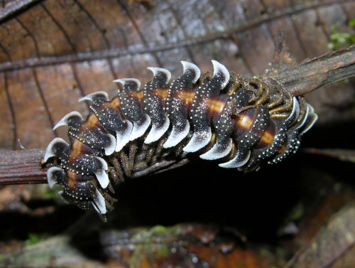 onenicebugperday: As requested, some funky lads from the Amazon Rainforest! I couldn’t choose just o