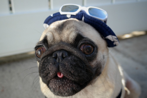 bucket hat modeling session featuring penny the pug aka the booger queen