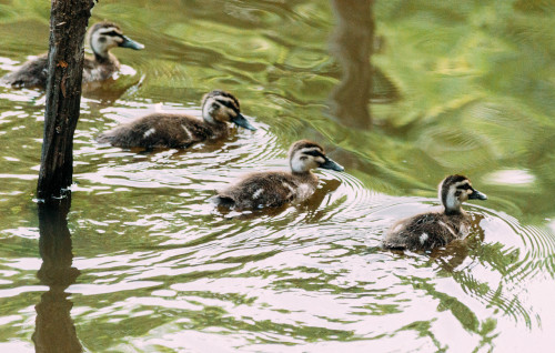 fightingsail: Ducklings!  feat. Mama Duck