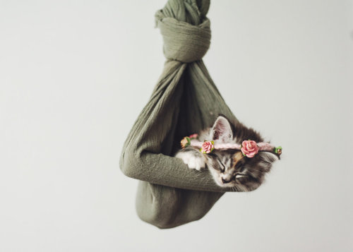 cat-parlour:  Little Marceline ♡ 