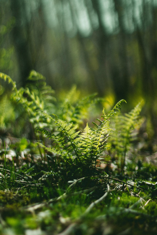 rabbitinthemeadow - Love, as tender and lush and trembling as...