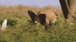 shopivoryella:  a brave baby elephant chasing