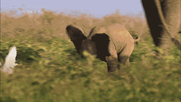 shopivoryella:  a brave baby elephant chasing wild birds around. this is too freaking cute!!! ☺️🐘💕🙌