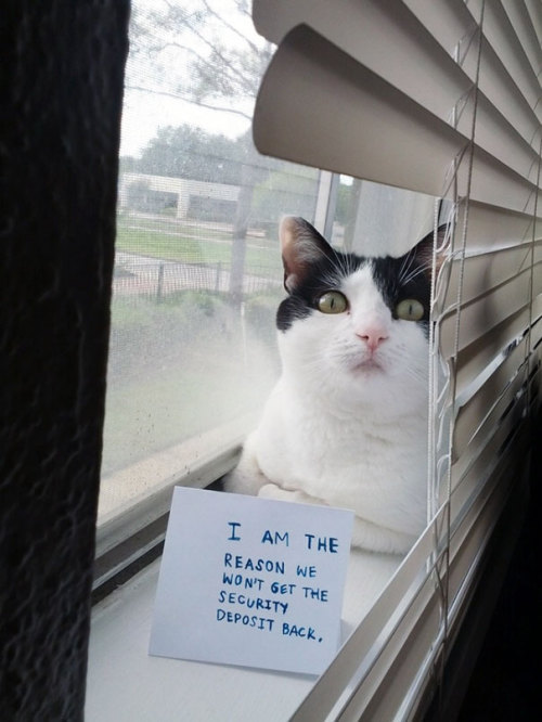 3-ducks-in-a-trenchcoat: emanantfeminine: awesome-picz: Asshole Cats Being Shamed For Their Crimes