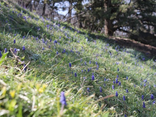 Muscari Or Mouse Hyacinth. (lat.Muscri)