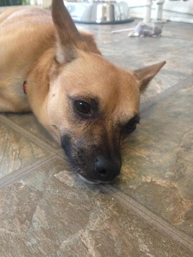 puppiestotherescue:  This is Harry from Toronto! He’s a pug, chihuahua mix and