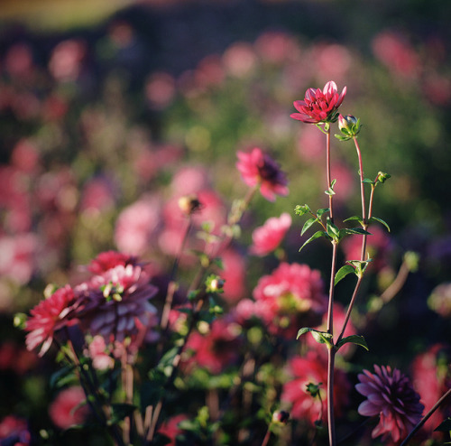 drxgonfly: Summer’s Blooms (by Danielle Nelson)