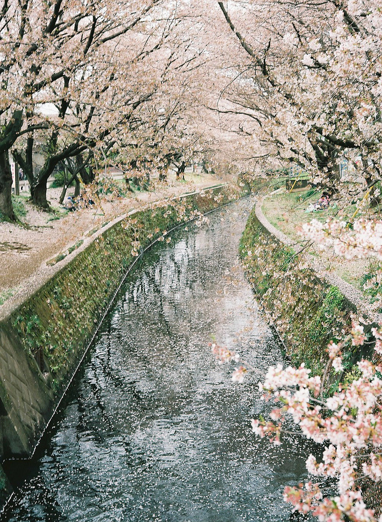 ethertune:  Tunnel of cherry blossoms (By suke36) 
