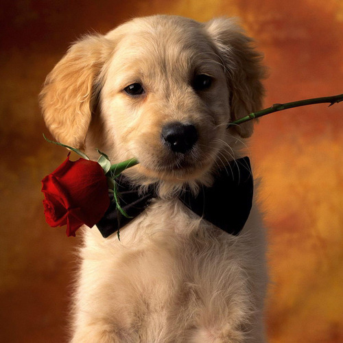 effortlessly-cute:  Pictures Of Golden Retriever Puppies That Will Brighten Your Day 