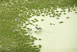 ボツワナのパステルカラーの大地に暮らす野生の動物達の空撮写真