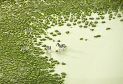 shunta:  ボツワナのパステルカラーの大地に暮らす野生の動物達の空撮写真 :