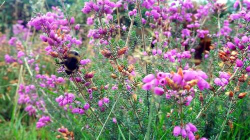 Busy Bee tending Moorland Heather.North Yorkshire Moors, England.