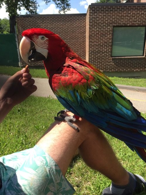 thebirdsniffersclub: This is tigger, he smells like toasted almonds and freshly baked cinnamon buns