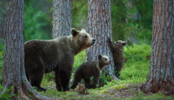 fuck-yeah-bears:  Mother Bear with Cubs by Lauri