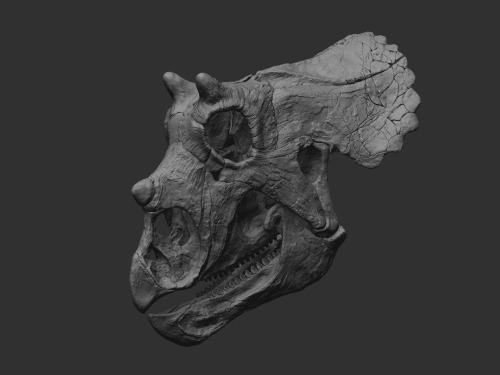 This is Lory, my model of a juvenile Triceratops skull.Sculpted in Zbrush and 3D printed.