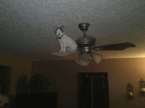 thecatdogblog:Cats in places they 104% shouldn’t be, from Buzzfeed