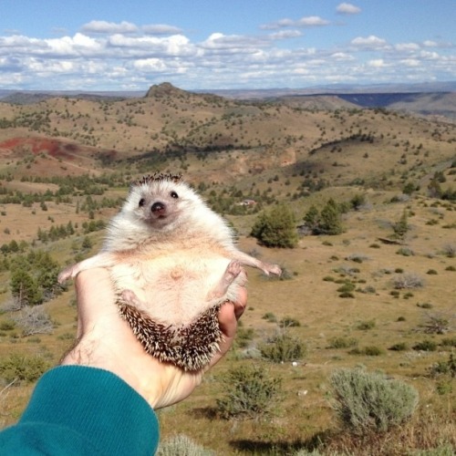 recordyearforrainfall:  sweeterparadise:  poooooooopooppoppppoopy-deactiv:  meet biddy, the traveling hedgehog, who loves adventure! and car rides. and snow. and people. and waterfalls!   The cutest. 