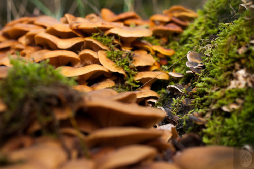 Shrooms! by DarkDeltaPhoto