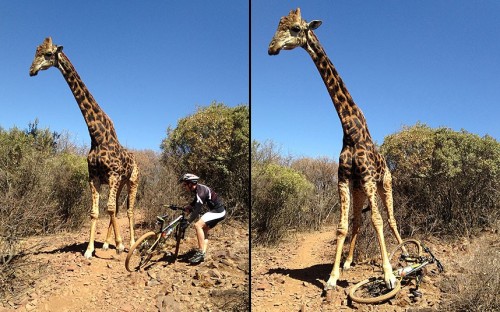 allcreatures: This giraffe took such a dislike to this cyclist - who was taking picture of the giraf