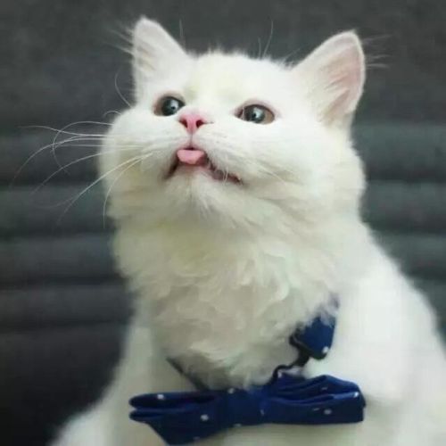 bleps