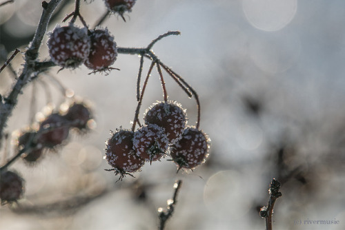 Crystallized Hawthorne Berriesriverwindphotography, October, 2018